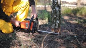 Best Tree Removal Services  in Midway City, CA